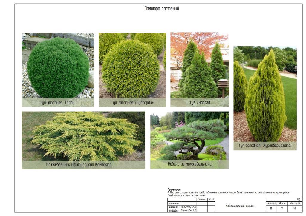 6. Палитра хвойных растений